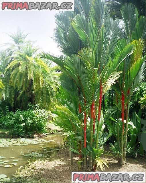 naklíčená semena palma Cyrtostachys renda