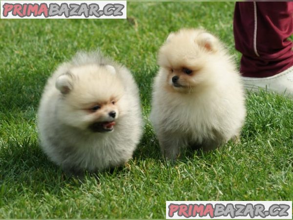 Německý špic trpasličí (Pomeranian)