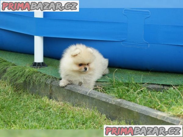 Německý špic trpasličí (Pomeranian)