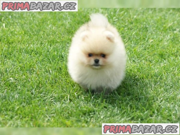 Německý špic trpasličí (Pomeranian)