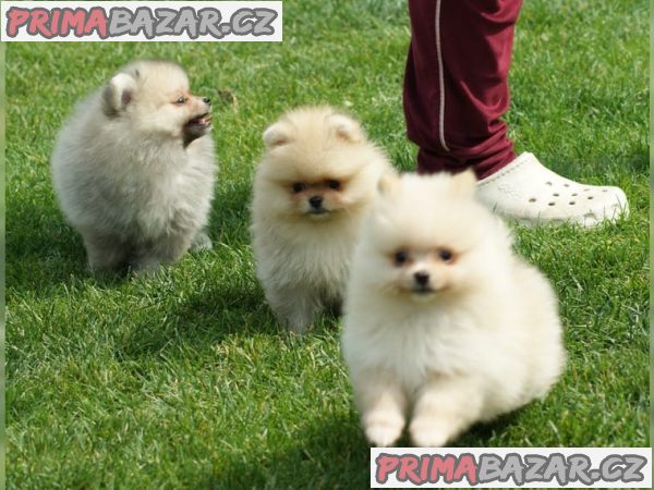 Německý špic trpasličí (Pomeranian)