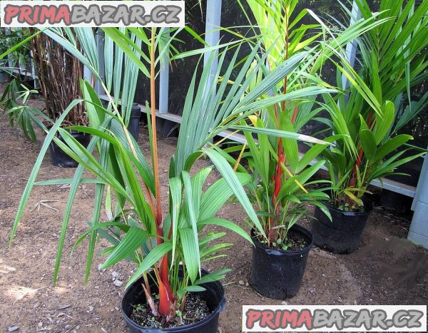 palma-cyrtostachys-renda-zvyhodnena-nabidka