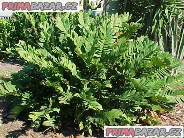 cycas-zamia-floridana