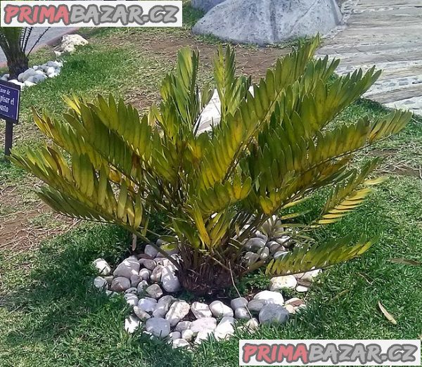 Cycas Zamia Furfuracea