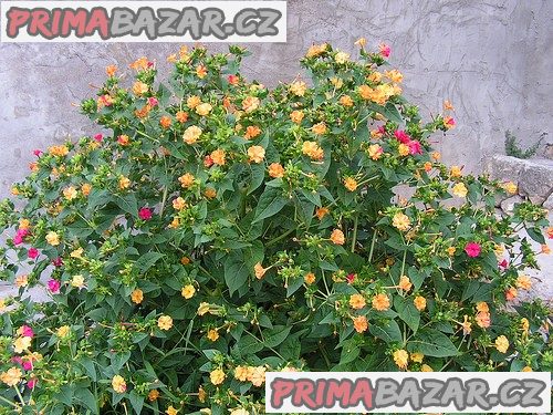 Mirabilis Jalapa Nocenka žlutá