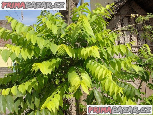 Phyllanthus Emblica - Angrešt indický