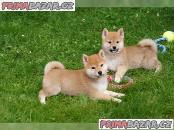 Shiba Inu s PP