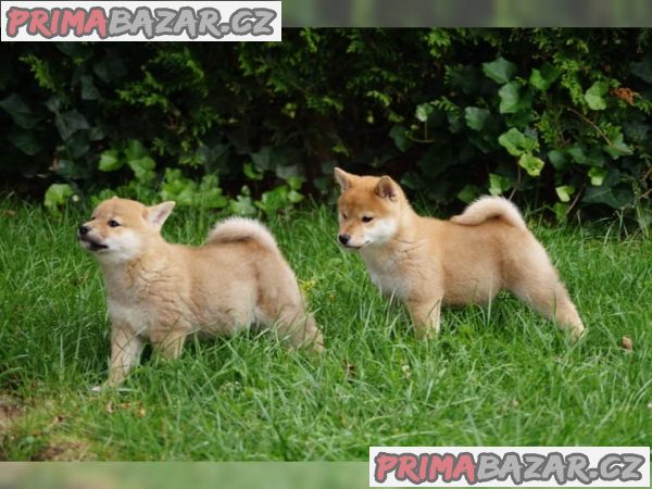 Shiba Inu s PP