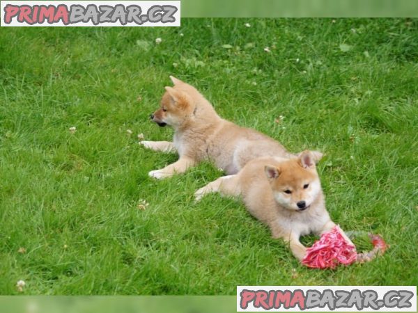 Shiba Inu s PP