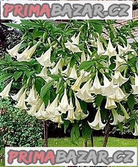 řízek Brugmansia Arborea - Andělská trumpeta