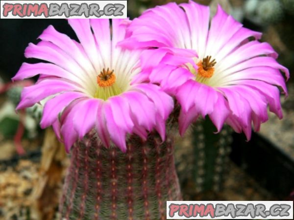 Kaktus Echinocereus rigidissimus