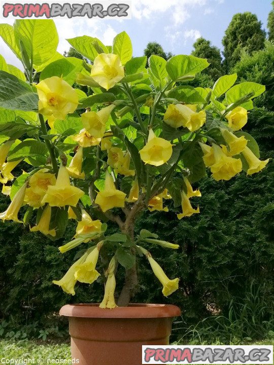 řízek Brugmansia Goldface - Andělská trumpeta