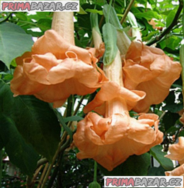 řízek Brugmansia Angels Flight - Andělská trumpeta