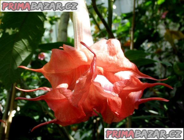 řízek Brugmansia Angels Exotic - Andělská trumpeta