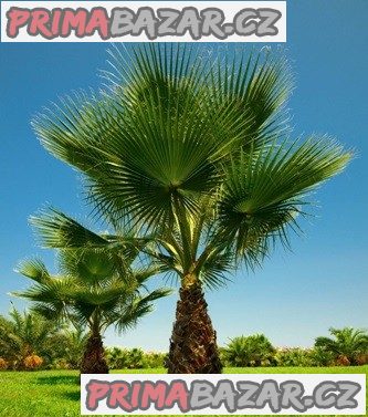 Sazenice Palma Washingtonia filifera 1 - 2 první listy