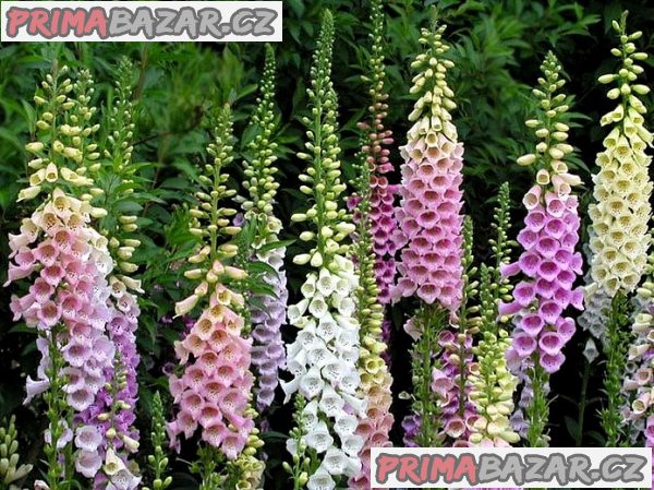 Digitalis Grandiflora - Náprstník směs barev Excelsior Hybrids