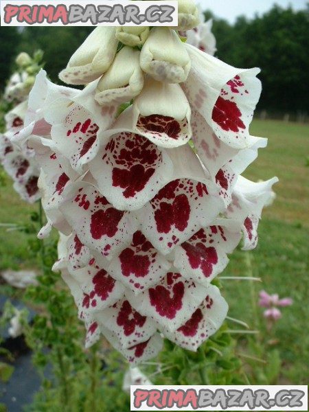 Digitalis Grandiflora - Náprstník směs barev Excelsior Hybrids