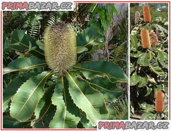 Banksie dubová - Banksia robur