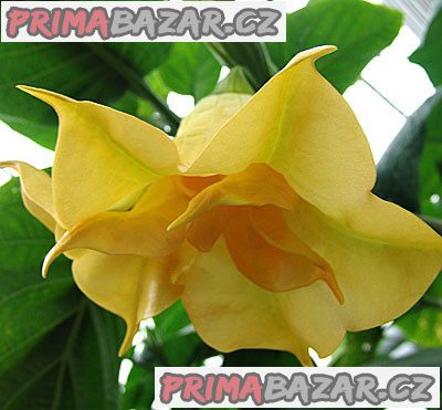 Řízek Brugmansia Goldface