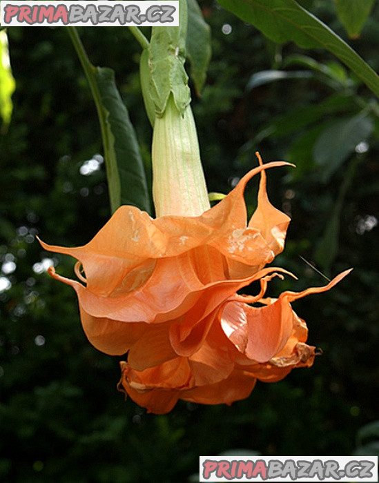 řízek Brugmansia Angels Sunexplosion - Andělská trumpeta