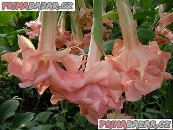 řízek Brugmansia Daydream - Andělská trumpeta