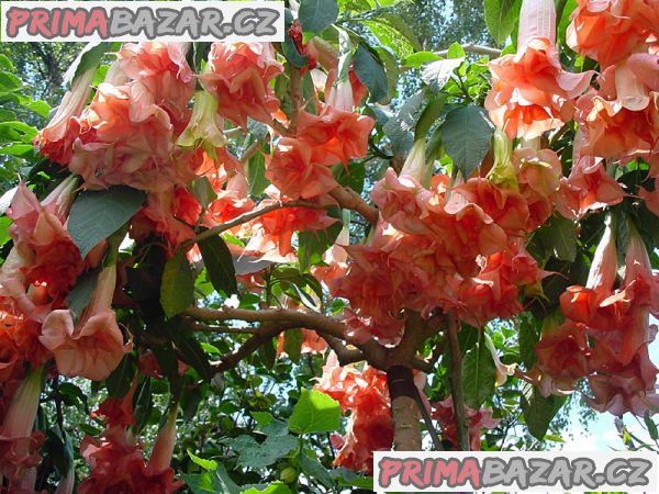 řízek Brugmansia Phänomenal - Andělská trumpeta