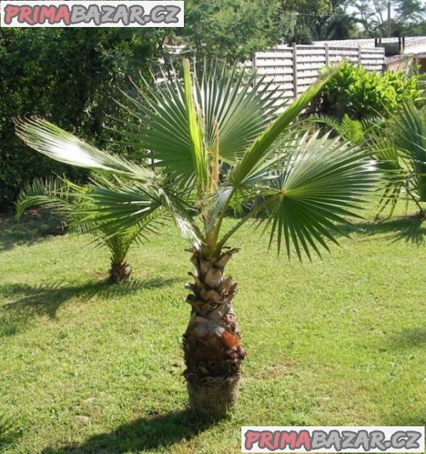 naklíčená semena palma  Washingtonia robusta
