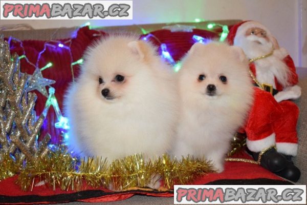 Pomeranian Puppies WHATSAPP +37060132826