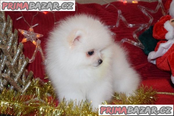 Pomeranian Puppies WHATSAPP +37060132826