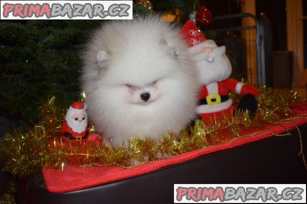 Pomeranian Puppies WHATSAPP +37060132826
