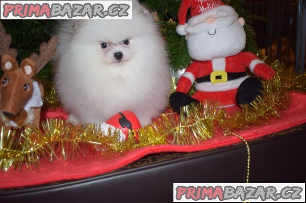 Pomeranian Puppies WHATSAPP +37060132826