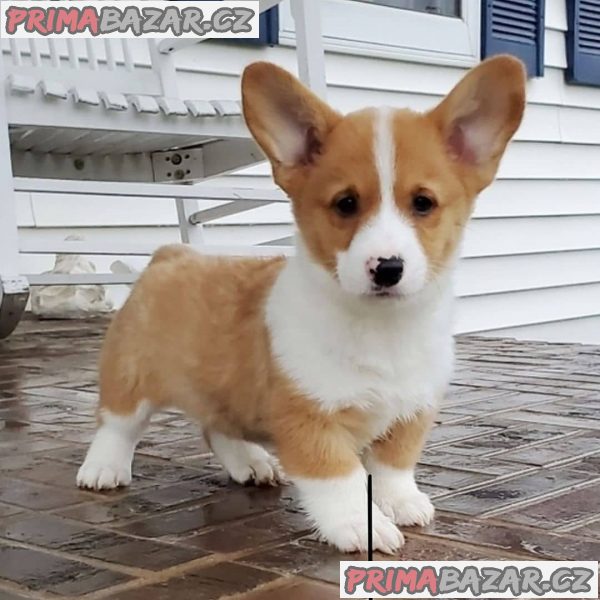 Nádherná štěňata Pembroke Welge Corgi připravena.WHATSAPP +37060132826