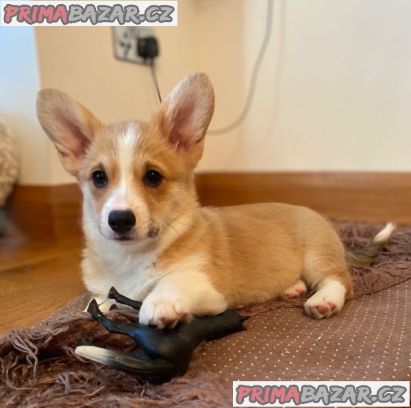 Nádherná štěňata Pembroke Welge Corgi připravena.WHATSAPP +37060132826