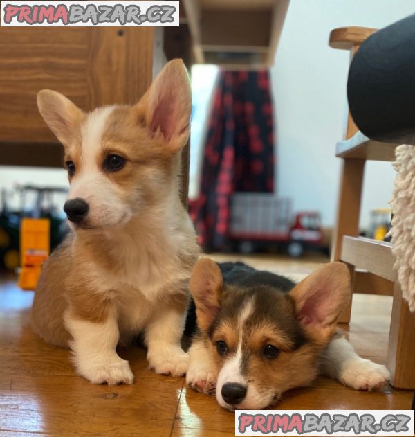 Nádherná štěňata Pembroke Welge Corgi připravena.WHATSAPP +37060132826