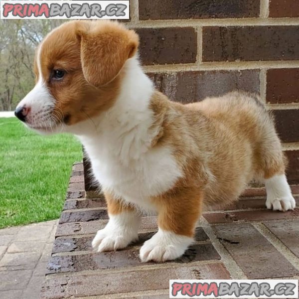 Nádherná štěňata Pembroke Welge Corgi připravena.WHATSAPP +37060132826