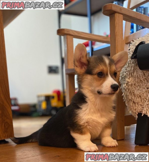 Nádherná štěňata Pembroke Welge Corgi připravena.WHATSAPP +37060132826