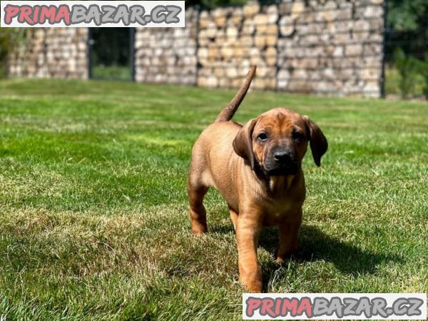 Rhodeský ridgeback/RR