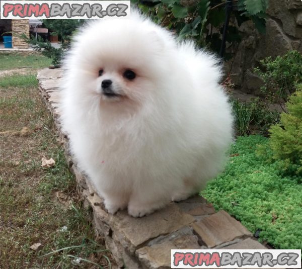 k-prodeji-jsou-nadherna-stenata-pomeranianu