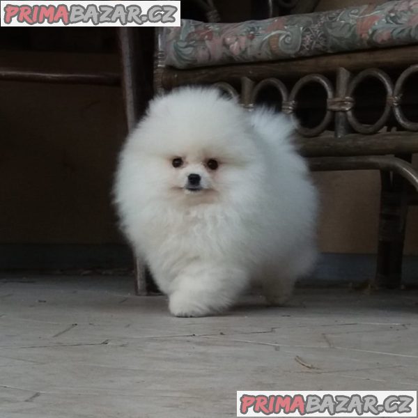 K prodeji jsou nádherná štěňata pomeranianů. K prodeji jsou nádherná štěňata pomeranianů.