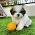 Štěňata Shih-Tzu