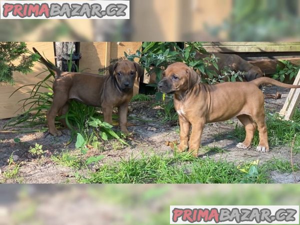 Rhodesian Ridgeback štěňata s doklady