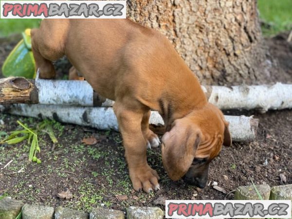 Rhodesian Ridgeback štěňata s doklady