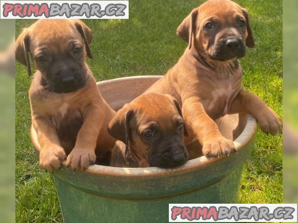 Rhodesian Ridgeback štěňata s doklady