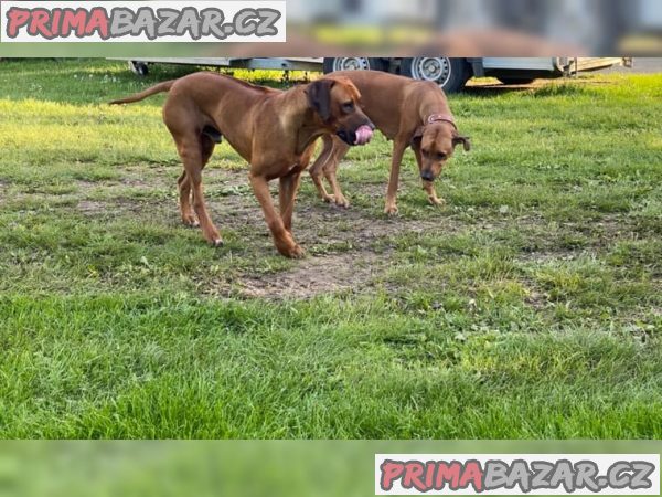 Rhodesian Ridgeback štěňata s doklady