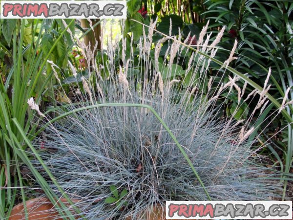 festuca-glauca