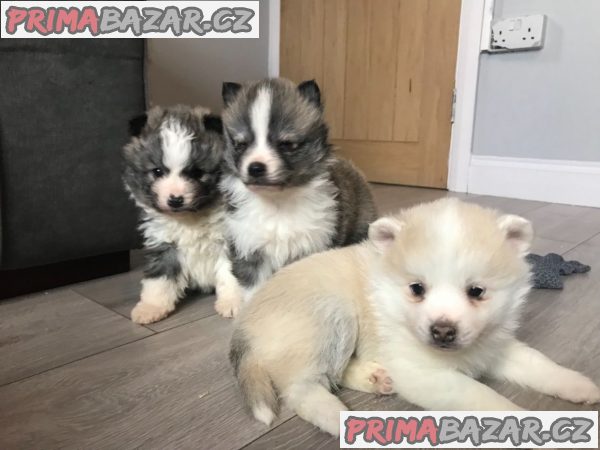 Ohromující Pomsky Pups