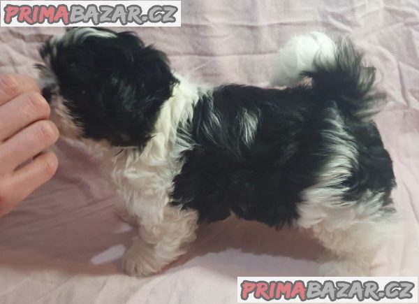 Fanji Shih Tzu