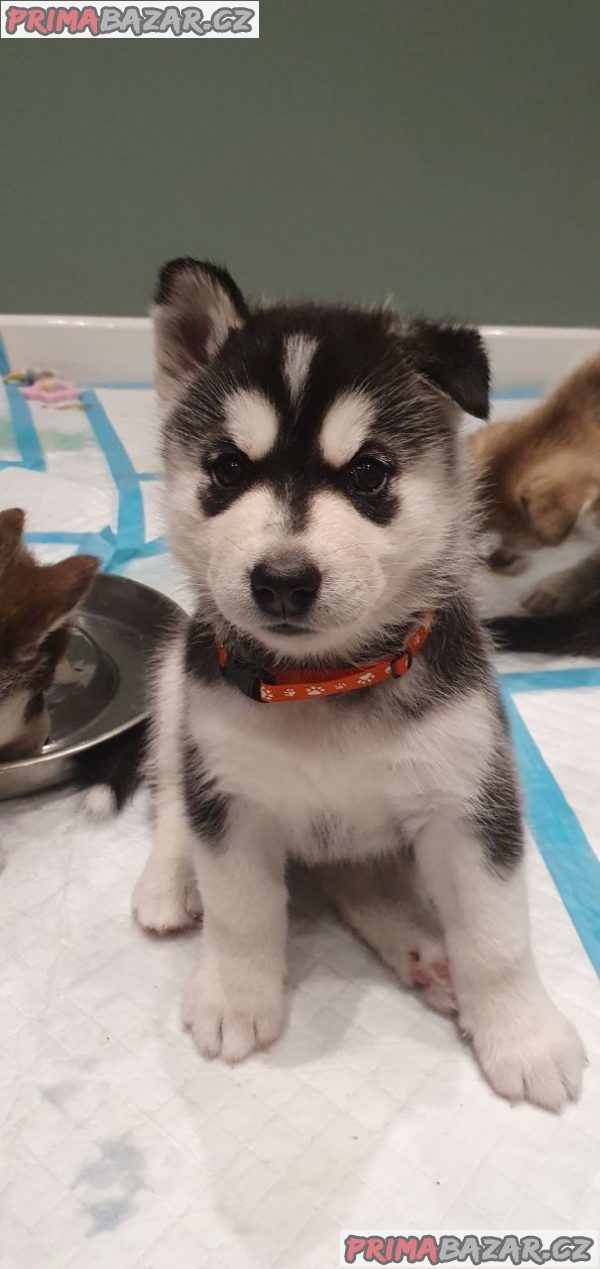 Ohromující štěně sibiřského husky na prodej