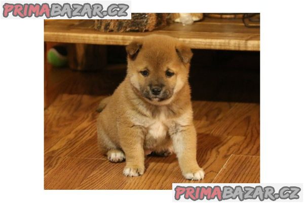 Predam shiba Inu štěňata s pp