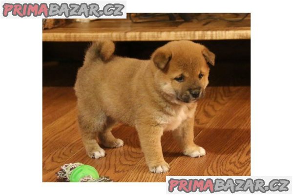 Predam shiba Inu štěňata s pp